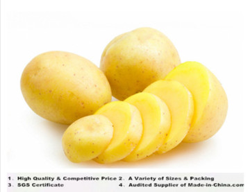 China Sweet Holland Potato