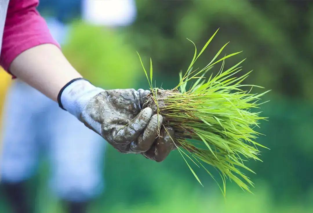 How should I manage rice during the greening and tillering period?