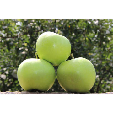 preimium quality green granny smith apples