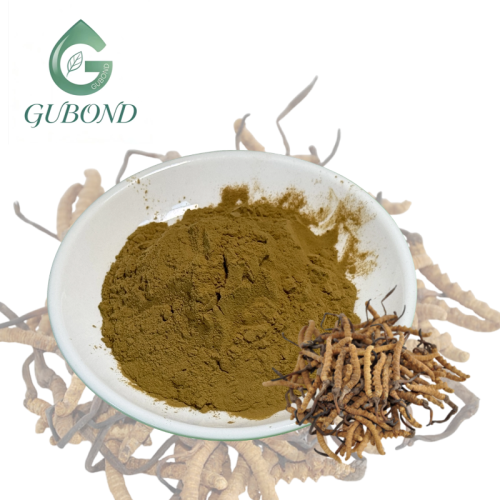 مسحوق كورديسيبين لمكونات المكملات الغذائية