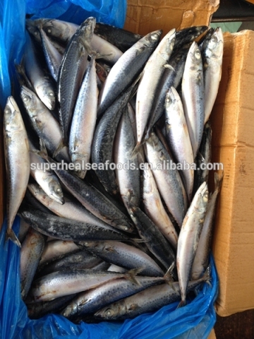 Chinese Atlantic Mackerel