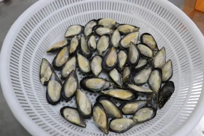 Frozen Shellfish Mussels High Quality