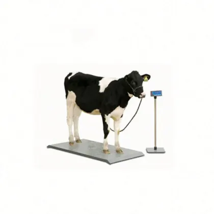 North Texas Heavy Duty Livestock Scales for Pig and Horse Weighing