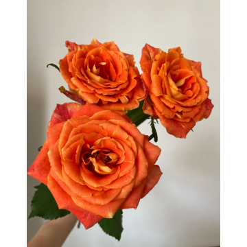 ক্যান্সার সচেতনতার জন্য কোরাল কমলা গোলাপ
