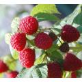 Bulk Organic Red Raspberry Seed Essential Oil