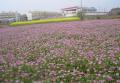 Miele di fiori di campo biologico grezzo puro al 100%