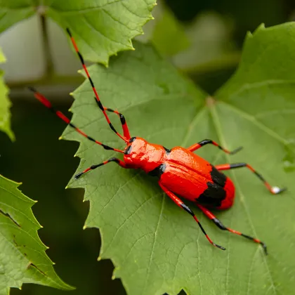 Angry birds balloon decoration