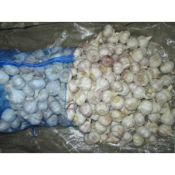 Purchase Cold Storage Normal White Garlic