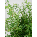 মার্জিত ল্যান্ডস্কেপিংয়ের জন্য Spiraea পাতার তুষার উইলো গ্রিনারি