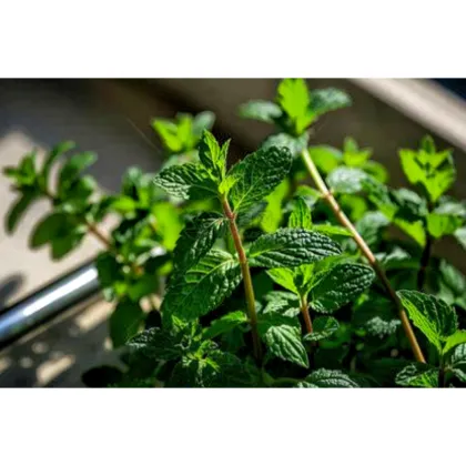 Organic Mint Extract