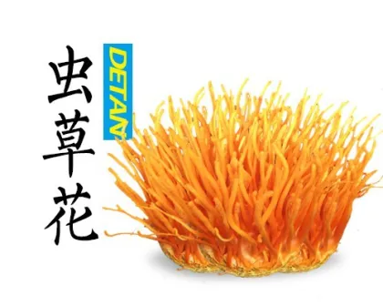 Gold Color Cordyceps Flowers/ Cordycep Militaris Mushrooms