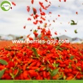 Factory Supply Dried All Kinds Of Goji Berry