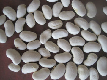 Medium White Kidney Beans