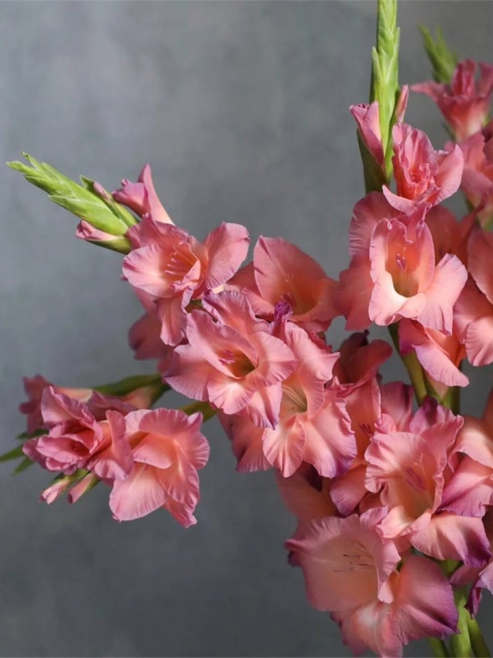Retro Gladiolus