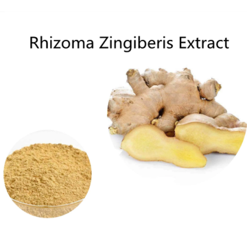 Buy online Rhizoma Zingiberis Extract powder