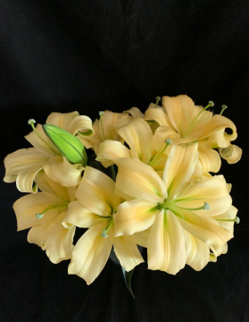 Yellow Emperor Spray Lily with Multi Head Design