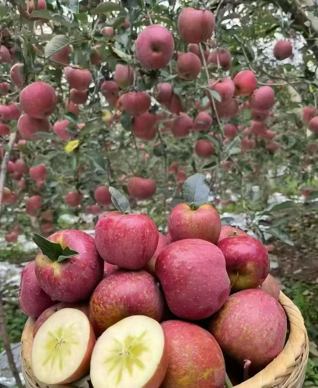 Apple Fresh-keeping Film Apple Fresh-keeping Film