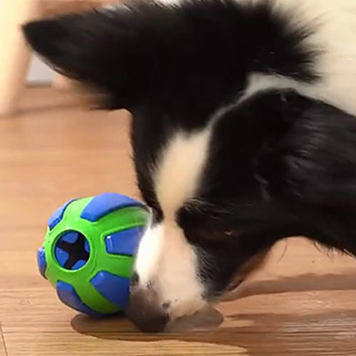 A New Dog Toy Bone Hits the Market