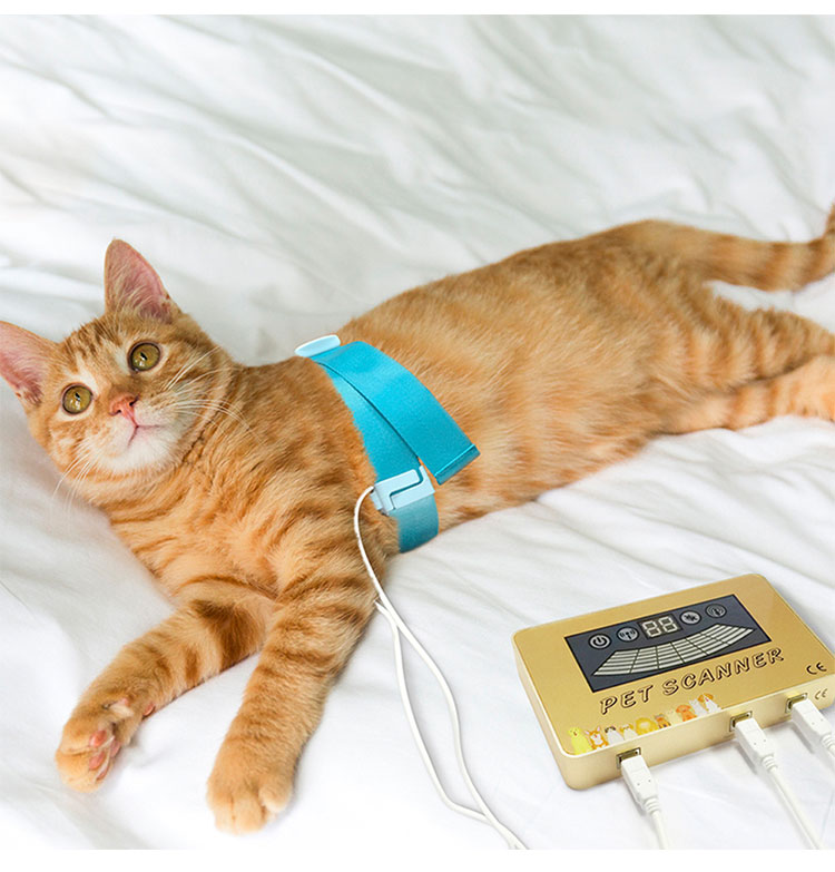 5th generation quantum analyzer for cat & dog