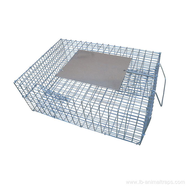Foldable Humane Bird Trap Cage
