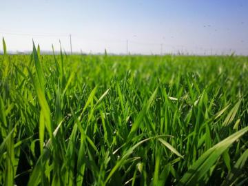 Fungicide Picoxystrobin 97%