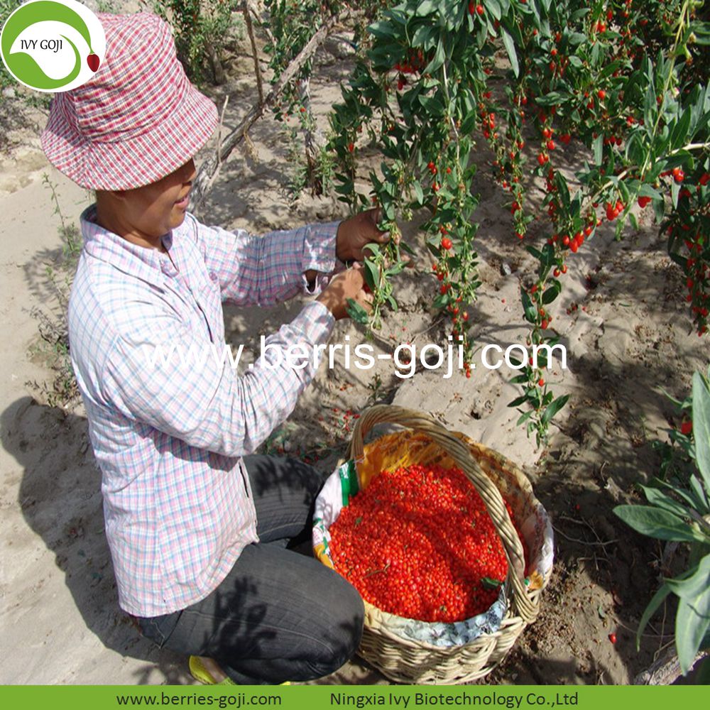 مصنع توريد منتجات السائبة الطبيعية غوجي التوت