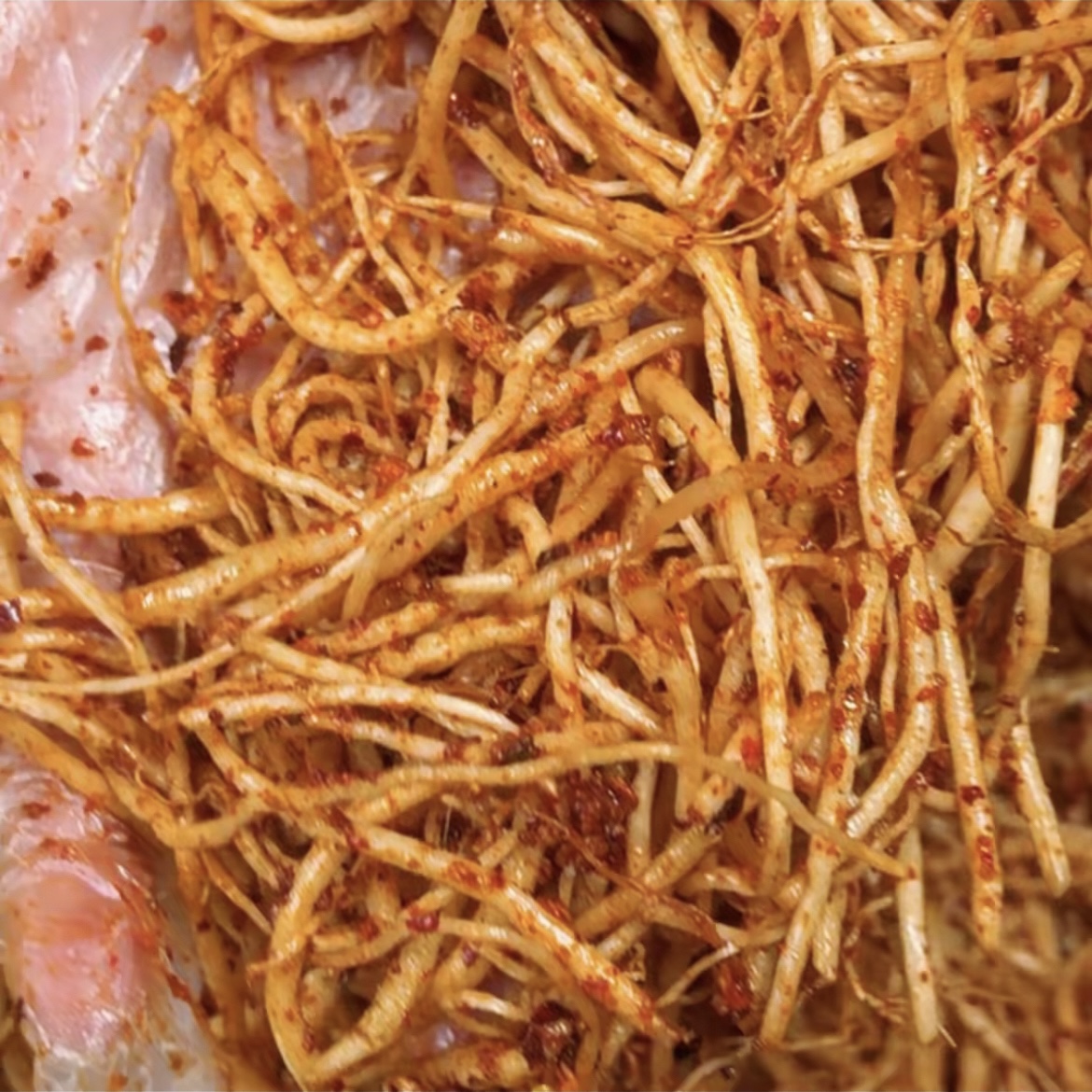 allium hookeri root