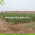 Factory Wholesale Bulk Price Eu Standard Goji Berry