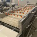 Root vegetable cleaning line for food processing