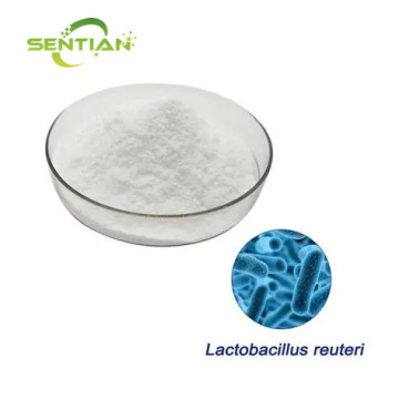 Lactobacillus Reuteri Powder for Gut Health