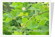 Pueraria P.E.(CAS No:3681-99-0) pueraria mirifica extract