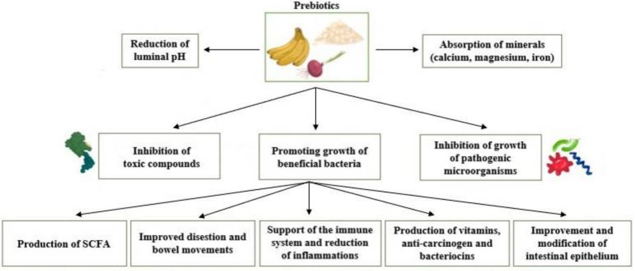 Prebiotic effects