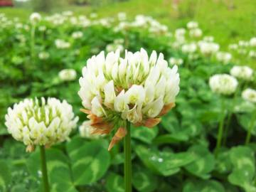 2018 Touchhealthy Supply Lawn grass seeds