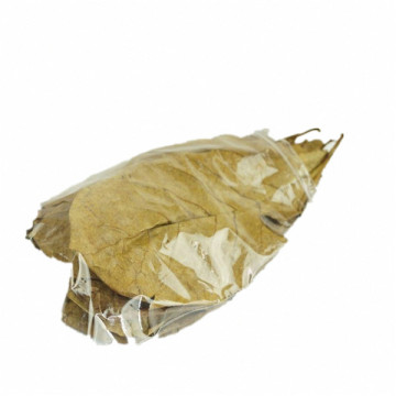 Grade A Natural Terminalia Catappa Foetida Leaves Island Almond Leaf Crystal Shrimp Improve Water Quality