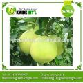 Plastik tiruan Grapefruit 2016 tanaman