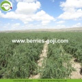 Factory Supply Fruit Dried New Arrival Goji Berries