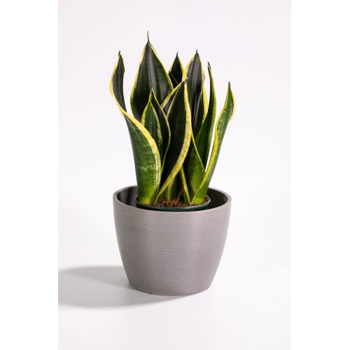 Maceta de interior redonda pequeña