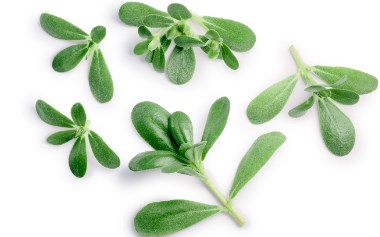 bacopa bacopasides extract (1)