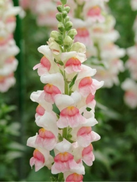 Bán buôn tươi cắt Snapdragon màu hồng và trắng