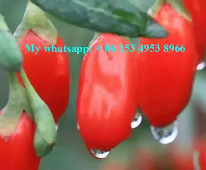 Wild Organic tibetan goji berries