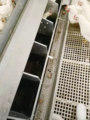 Automatic poultry breeding and egg collection box