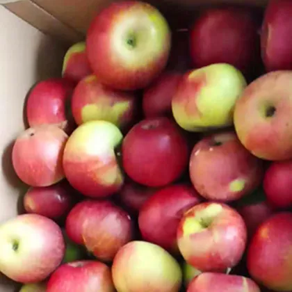 Liao Ning Dalian Jiguan Apple