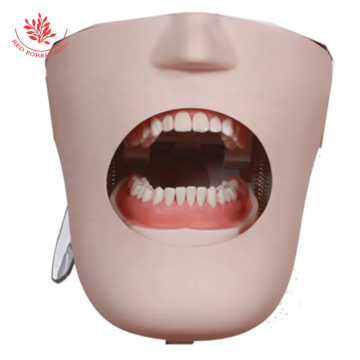 Simple Dental Simulator with Bionic Head for School Teaching and Learning