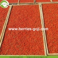 Dostawa fabryczna Owoce Premium Pure Authentic Goji Berries