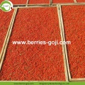 Fruits d&#39;approvisionnement en usine dans le paquet en vrac Goji Berry