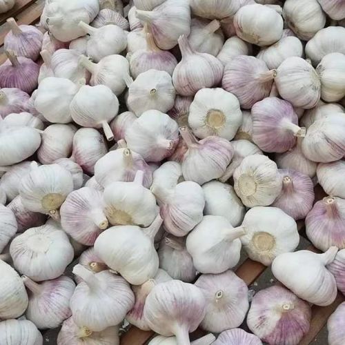 NEW GARLIC IN 2022 CROP