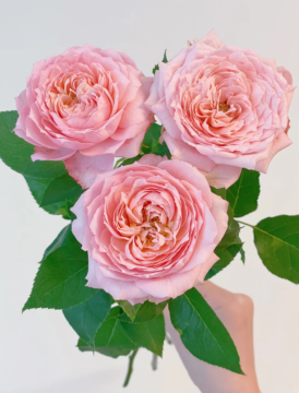 Juliet Spray Rose Wholesale