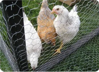 Galvanized Hexagonal Mesh for Raising Chicken