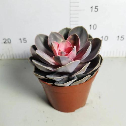 Succulent Echeveria with good price Factory