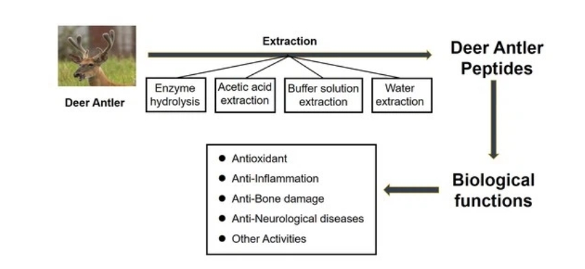 deer antler extract2